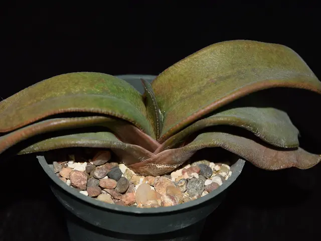 Successful Jade Plant Propagation Through Soil Methods