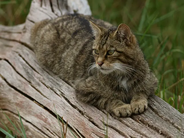 Discovered: Top 6 Cat Climbing Towers Ideal for Feline Scale Masters