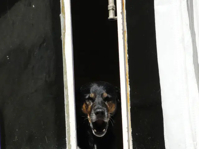 Excessive Canine Barking: Understanding the Root Causes and Effective Strategies for Silencing...