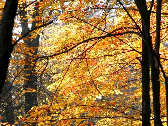 Caring for and Growing Arborvitae: Comprehensive Guide