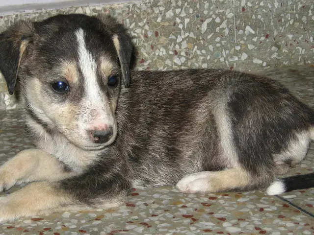 Expert advises on initial training behaviors for newly acquired puppy