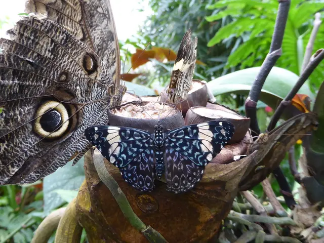 Late summer is the perfect time to collect milkweed seeds for a cost-free expansion of your...