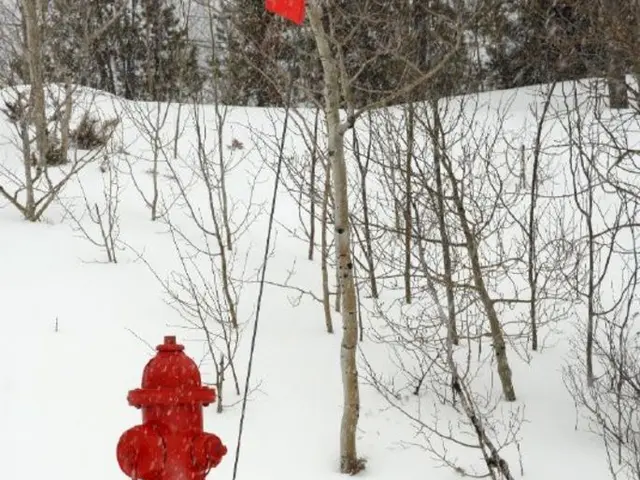 Unusual browning of hydrangeas This Year: Understanding the Cause and Methods for Reviving Your...