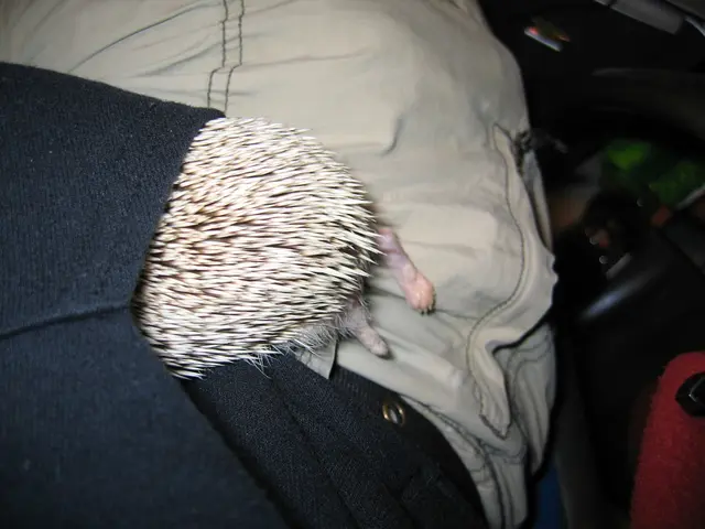 Hoodie Essential, Essentials Brand Hoodie