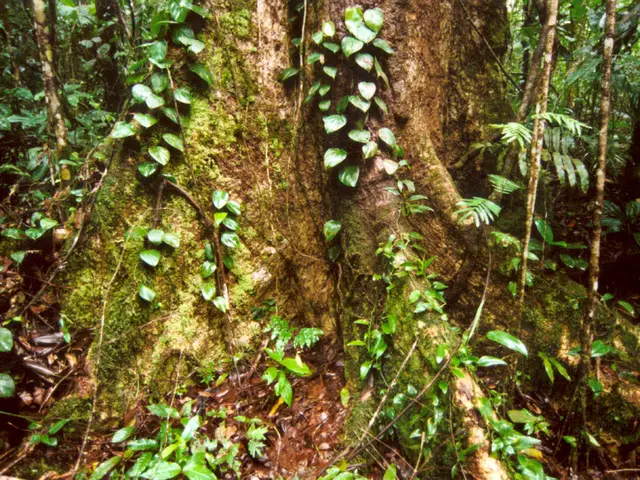 Soil Erosion Remedy: How Plants Heal Wounded Earth