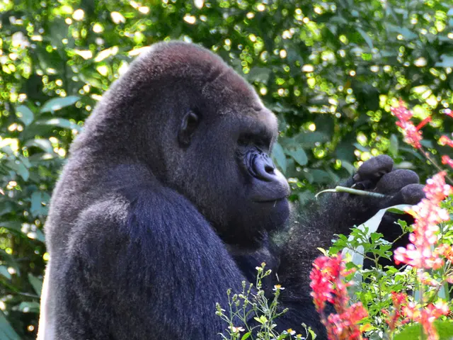 Disney's Animal Kingdom mourns the loss of its oldest gorilla, aged 44 years