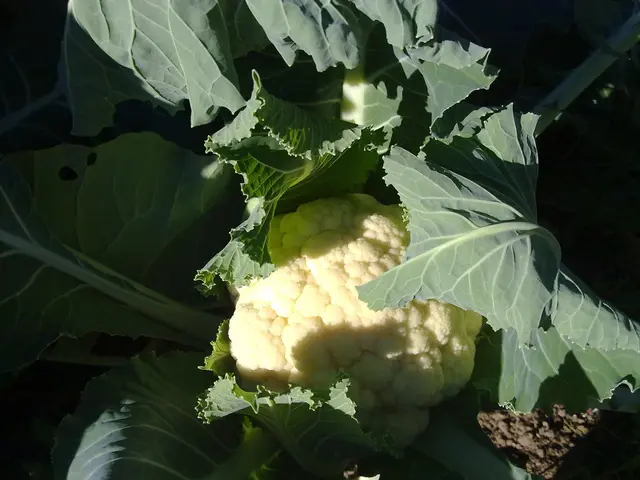 Unveiling Secret Techniques for Preserving Cauliflower at Its Best