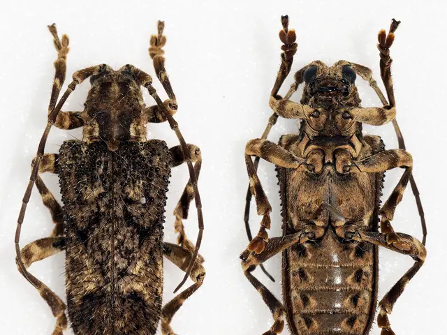 Bug vs. Cockroach Recognition: Is It a Water Beetle or a Roach Invading Your Space?