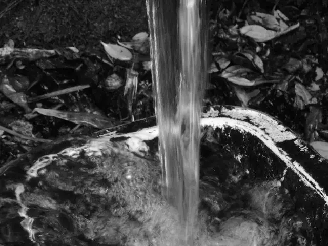 Rapidly recognizing the reason behind a fig tree's wilting at its base and saving the plant: a...