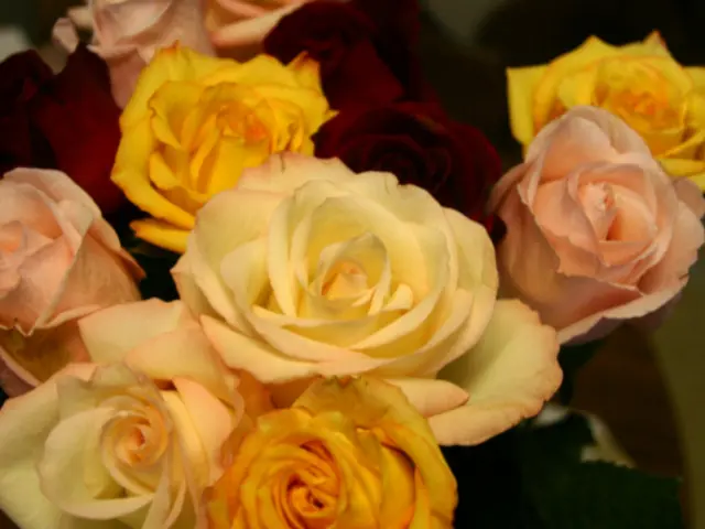Distinct Rose Varieties to Cultivate for an Unparalleled Floral Haven