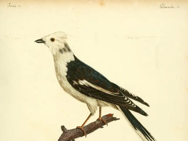 Predatory birds defend vineyards at England's Rathfinny, specializing in grape preservation