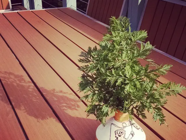 Caring for Your Norfolk Island Pine: Guidelines for Your Indoor Christmas Tree