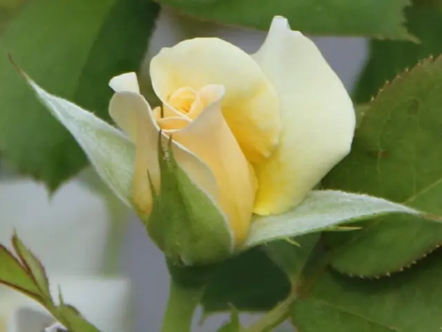 Understanding the Reason Behind Wilted Rose Leaves: Identifying Common Causes and Remedies