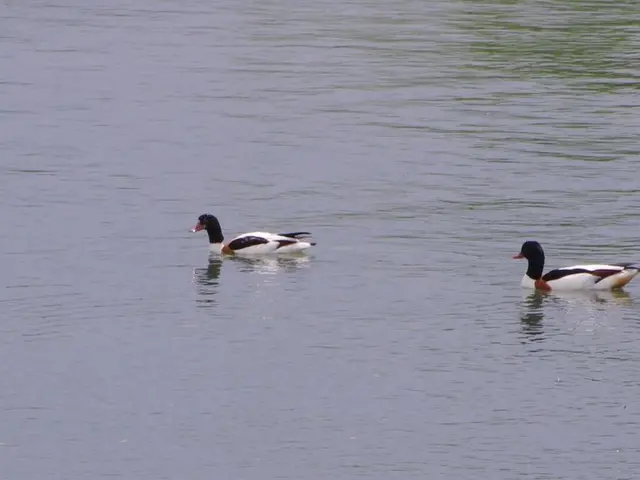 Captivating Moments: Capturing Wildlife in the Marshes of Trimley