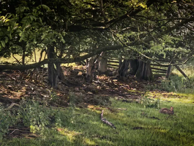 Care for Lawns During Late Summer and Autumn