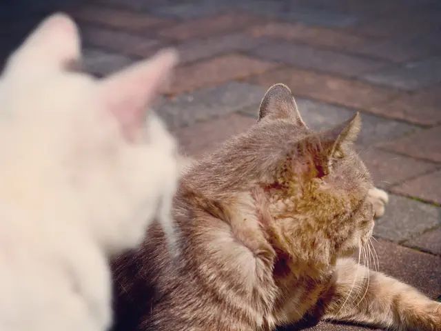 Thirty-two unique cat breeds corresponding to each zodiac sign