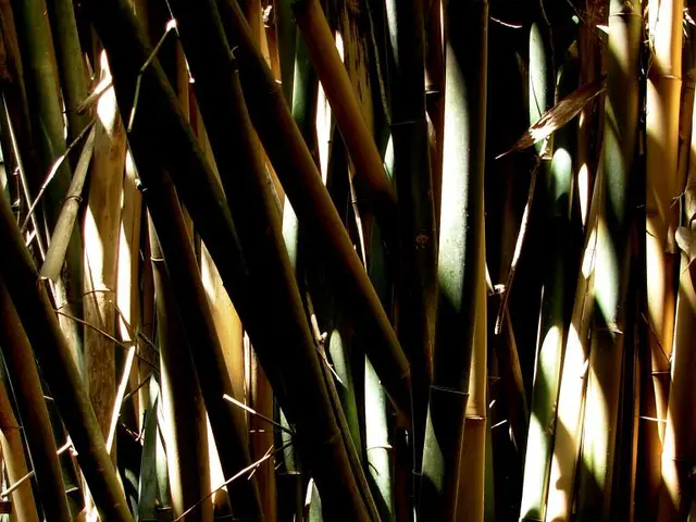 Creative Crafting Sessions: Chick Production and Bamboo Weaving Classes