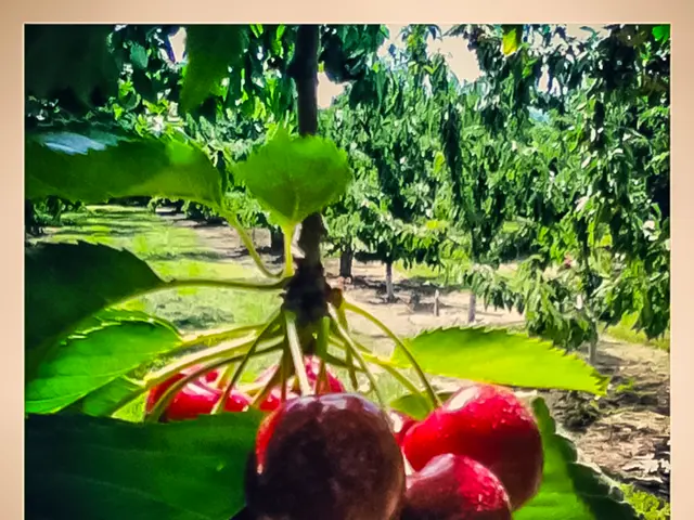 In this picture I can see few fruits in the middle, in the background there are trees.