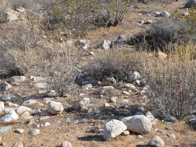 In this image I can see the ground, few rocks which are white and ash in color and few plants.