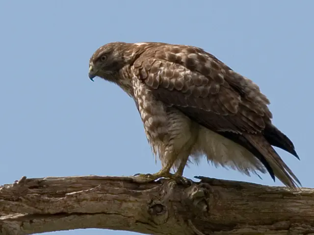 This is the picture of a bird on a wooden bark.