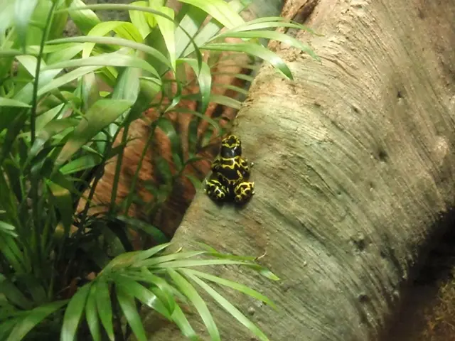 In this image there is a insect on the tree trunk, behind that there are so many plants.