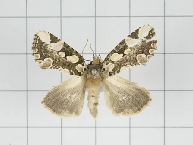 A butterfly is highlighted in this picture. It is in white and ash color.