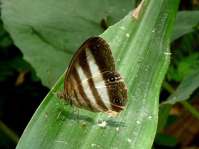 In this image in the middle, there is a leaf on that there is a butterfly. In the background there...