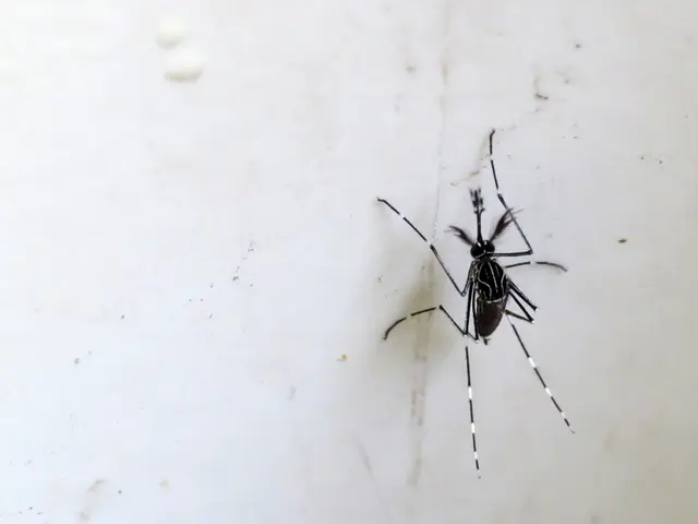 In the center of the image there is a mosquito on the wall.